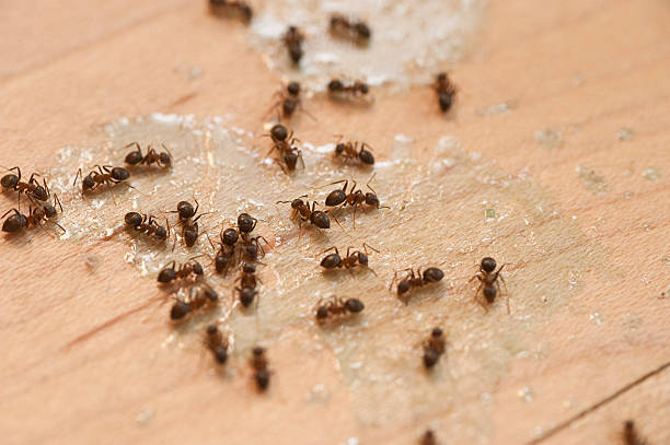 Best Affordable Pest Control Services  in South Fallsburg, NY